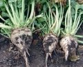 http://www.agroscop.com.ua/ua/cms/catalogue/sugar_beet