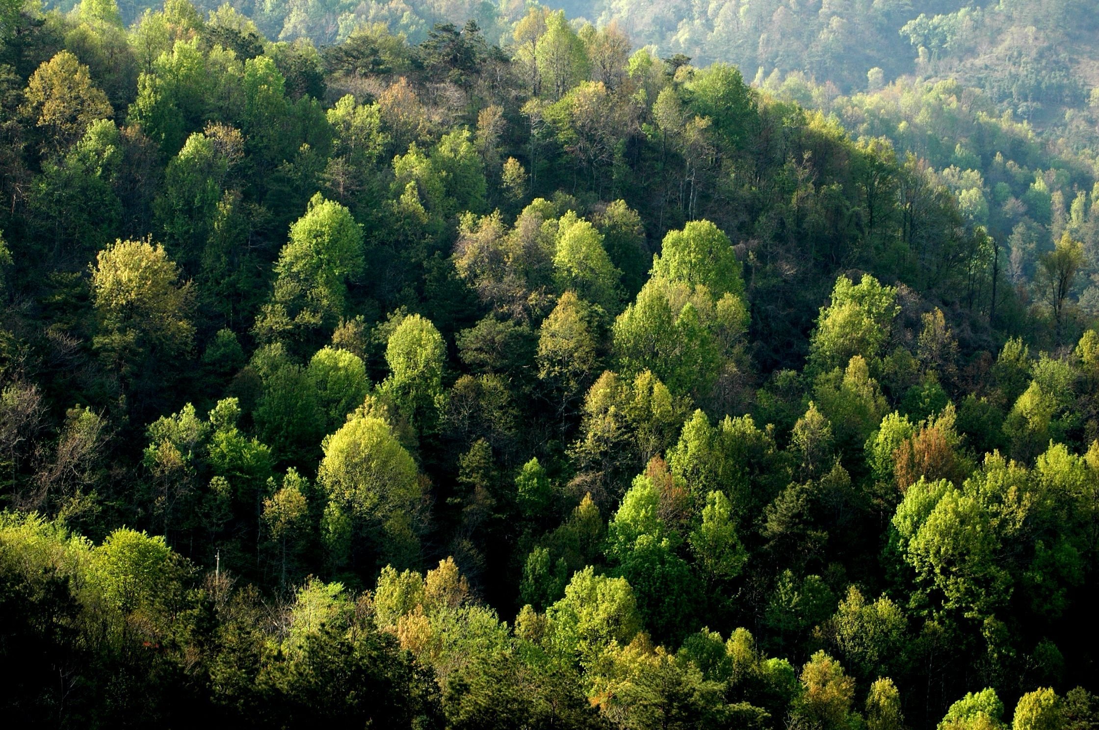 На Закарпатті перевірять законність вирубки лісів