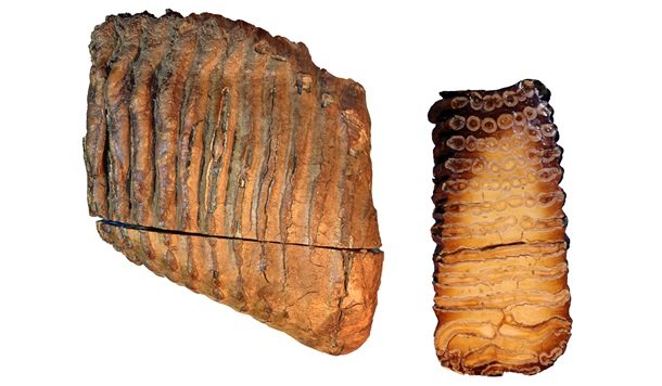 уб мамонта віком 1,2 мільйона років, ДНК з якого вдалося відновити