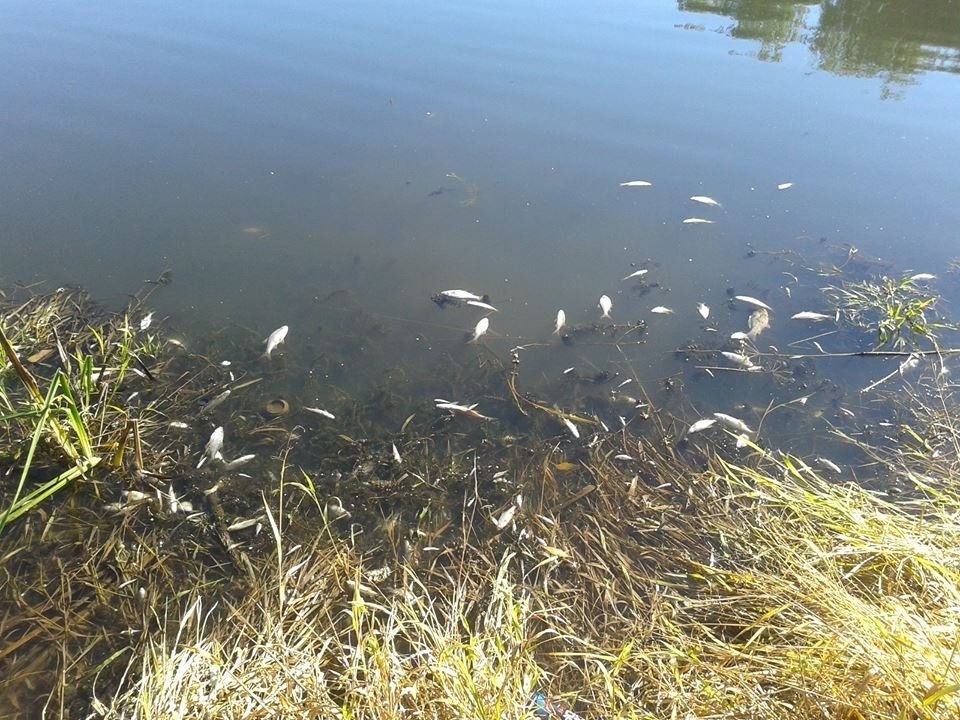 У Сапалаївці масово гине риба