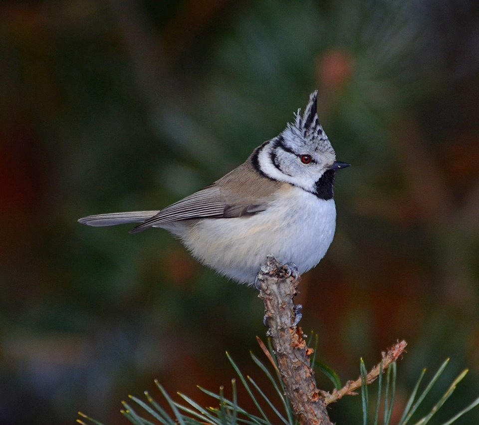 Як птахи живуть у лісі?