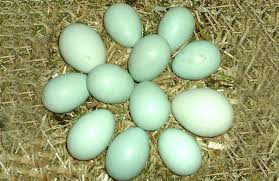 Голубі яйця курей