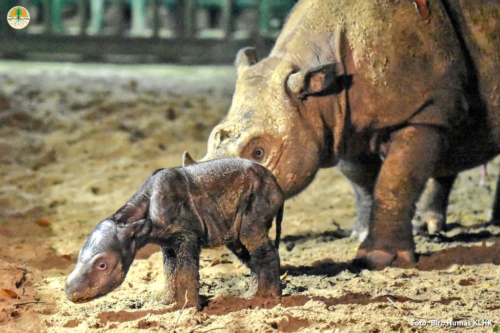 Самый большой носорог. Суматранский носорог родился в зоопарке Уэй-Камбаса. Как рождаются носороги. Сколько детёнышей родилось в 2001 году носорога. Сколько детенышей носорога родилось в 2001 году