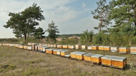 Волинський пасічник тримає на засіяних сидератами полях 140 бджолиних сімей - volynfeed.com