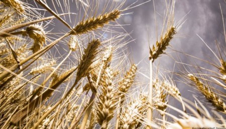 Заборона імпорту зерна: Україна подала позов до СОТ проти Польщі, Словаччини та Угорщини - volynfeed.com