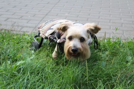 Собака на «велосипеді»: лучанка доглядає улюбленця з інвалідністю