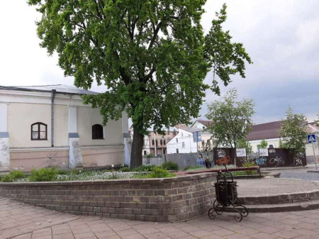 У Луцьку створять реєстр старовікових дерев У Луцьку створять реєстр старовікових дерев