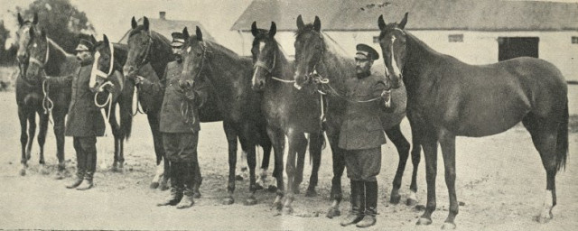 Коні зі стайні Чацького з Порицька