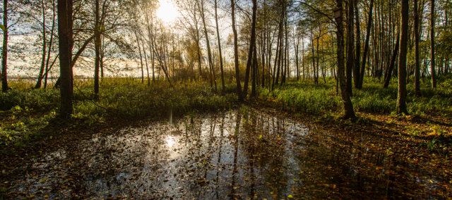 Однойменний острів на озері Світязь. В теплу пору року його повністю заселяють птахи. Фото: Микола Тимченко