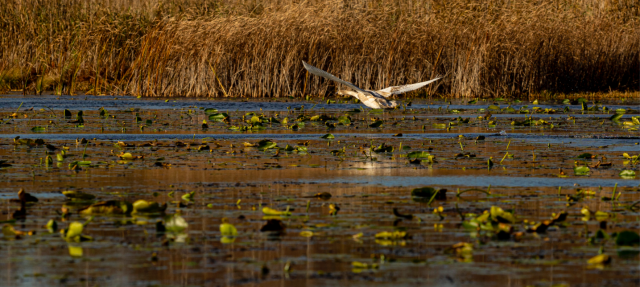 У межах Шацького нацпарку є 23 озера Шацької групи озер загальною площею 6338,9 га. Території перебувають під захистом Рамсарської конвенції як особливо цінні для гніздування птахів водно-болотні угіддя. Фото: Микола Тимченко