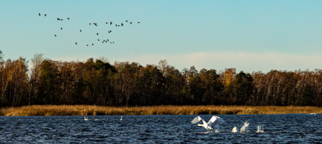 Лебеді на озері Луки, Шацький НПП. Фото: Микола Тимченко
