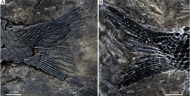 Риба мала специфічну луску