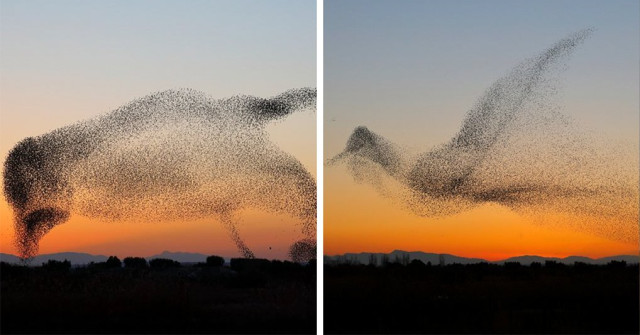 Зграя шпаків у вигляді велетенських птахів