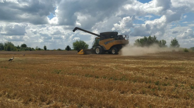 Кілька днів тому у господарстві зібрали озиму пшеницю і ріпак
