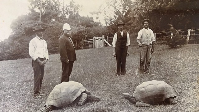 Черепаха Джонатан (зліва), острів Святої Єлени, приблизно 1882-1886 роки