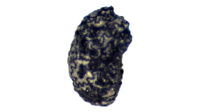 Так виглядає обгоріла насінина тютюну