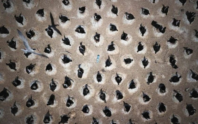 Гніздо імператорських пінгвінів у пластиковій пляшці, Аргентина Фото: Андреа Бенвенуті