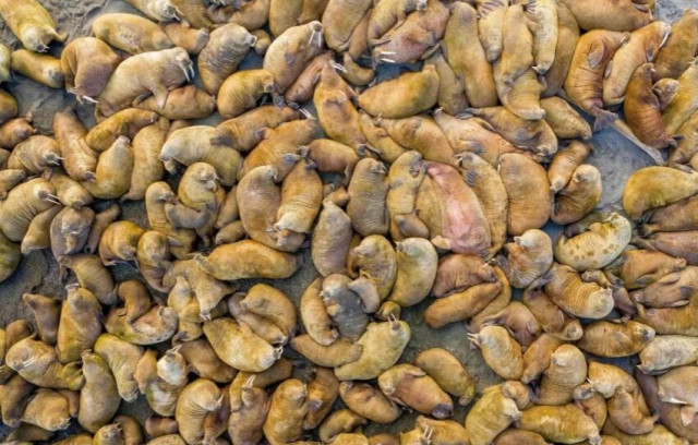 Моржі на Шпіцберґені, Норвегія