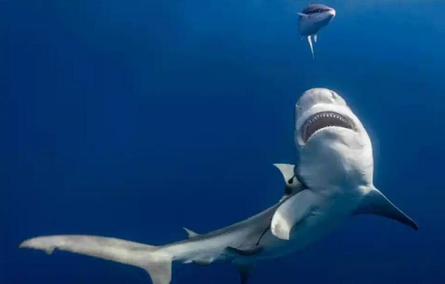 Акула біля узбережжя Флориди, США Фото: Таннер Менселл