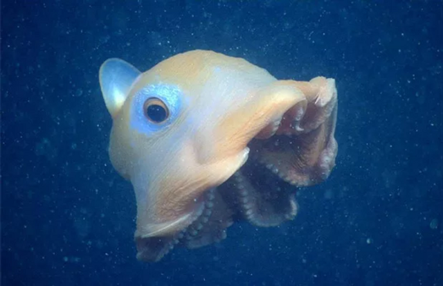 Дивні восьминоги на дні западини