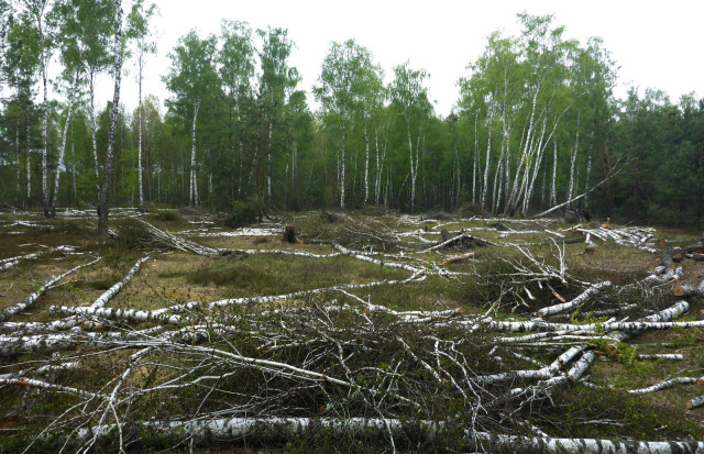 Зрубані берези