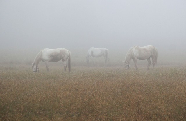 Туман у полях біля Гранатова