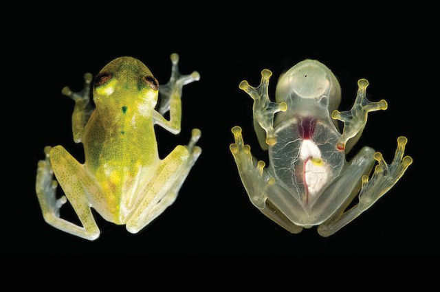 Скляна жаба