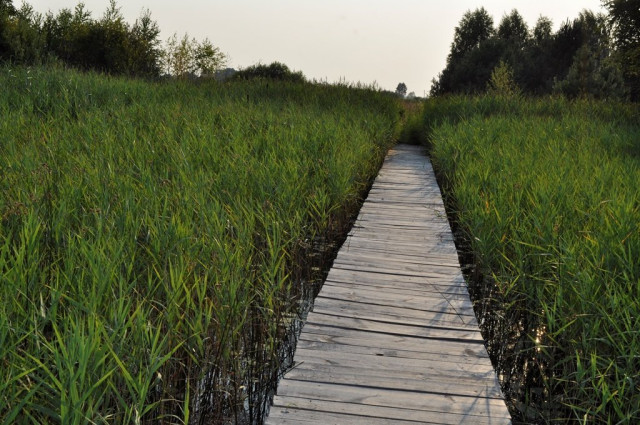 місток, який веде до озера від однієї із дач