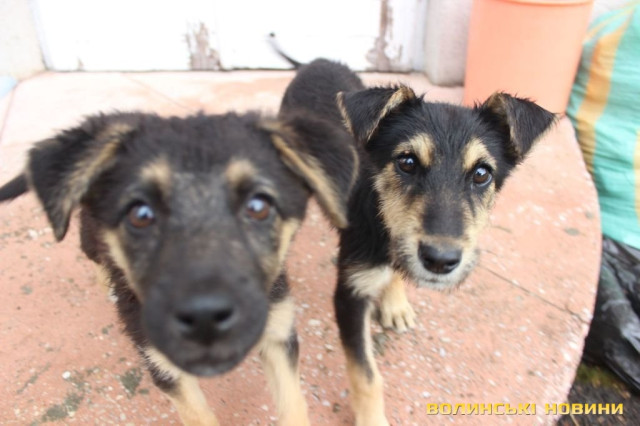 Місцева «охорона»