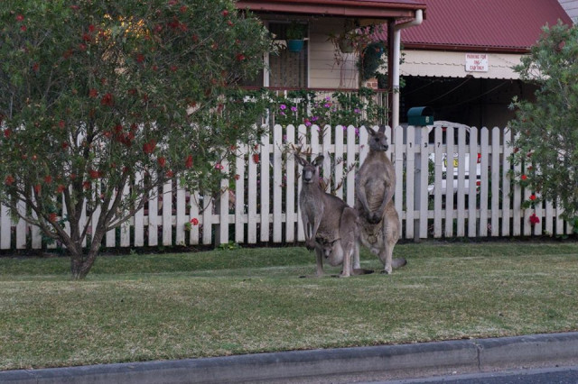 Кенгуру прямісінько на вулиці
