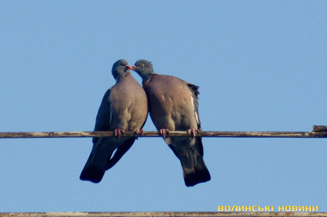 Романтичні стосунки на початку сезону тиші