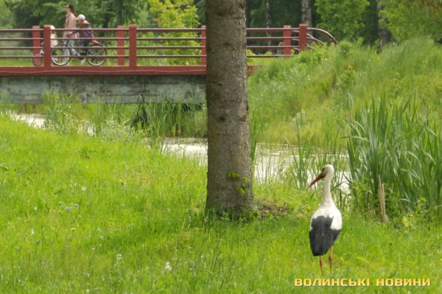 Луцький парк подобається навіть лелекам