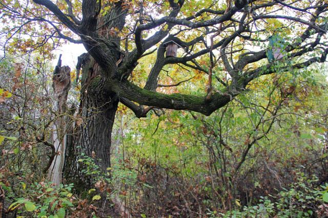 Дуб з бортями між Микитичами та Ішівським лісництвом