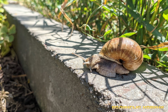 Довколишні пагорби облюбували велетенські равлики.