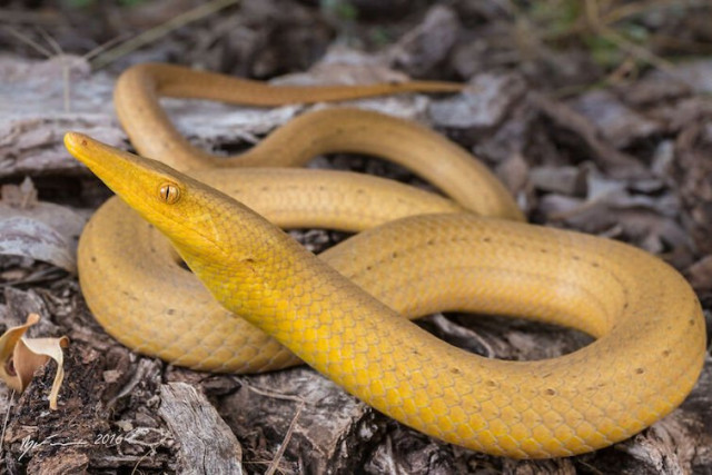 Безнога ящірка