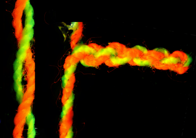 Зліва – звичайні скручені нитки, праворуч ці нитки згортаються в надспіраль. Фото університету Вуллонгонг