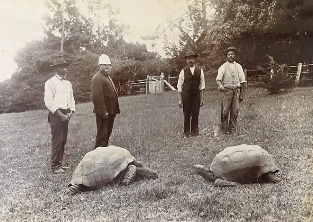 Черепаха Джонатан у 80-х роках XIX століття (зліва)