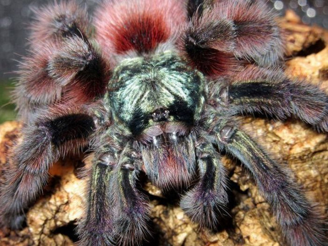 Avicularia versicolor - найяскравіший представник роду павуків родини птахоїдів