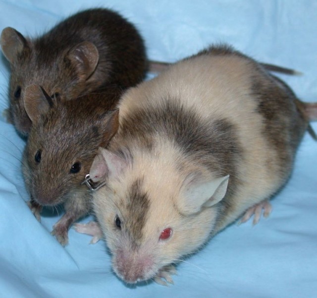 Химерна миша зі своїми дитинчатами, які несуть ген забарвлення шерсті гризунів агуті