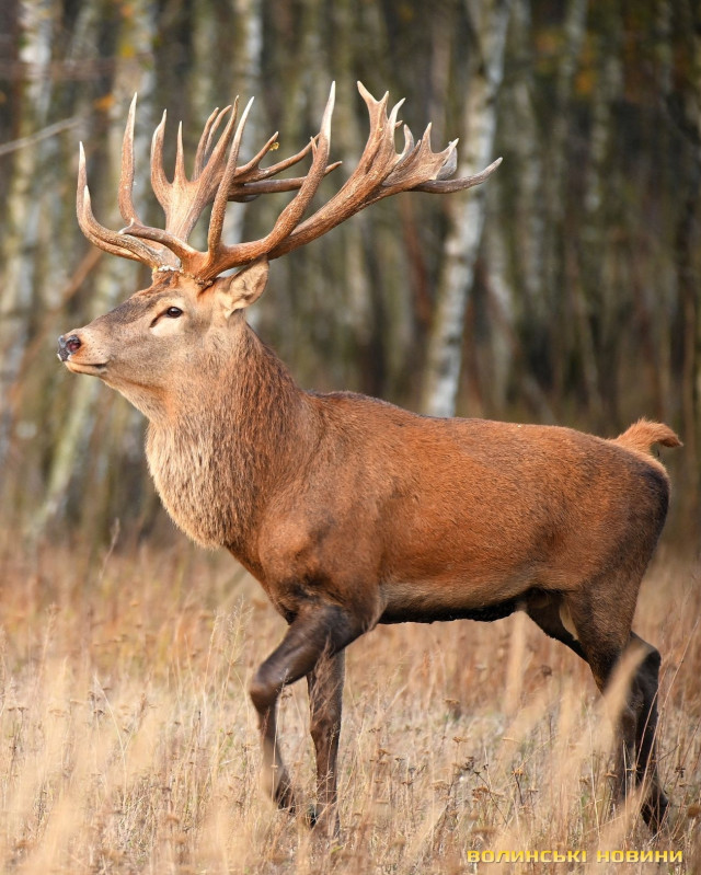 Фото: Олександр Харланов