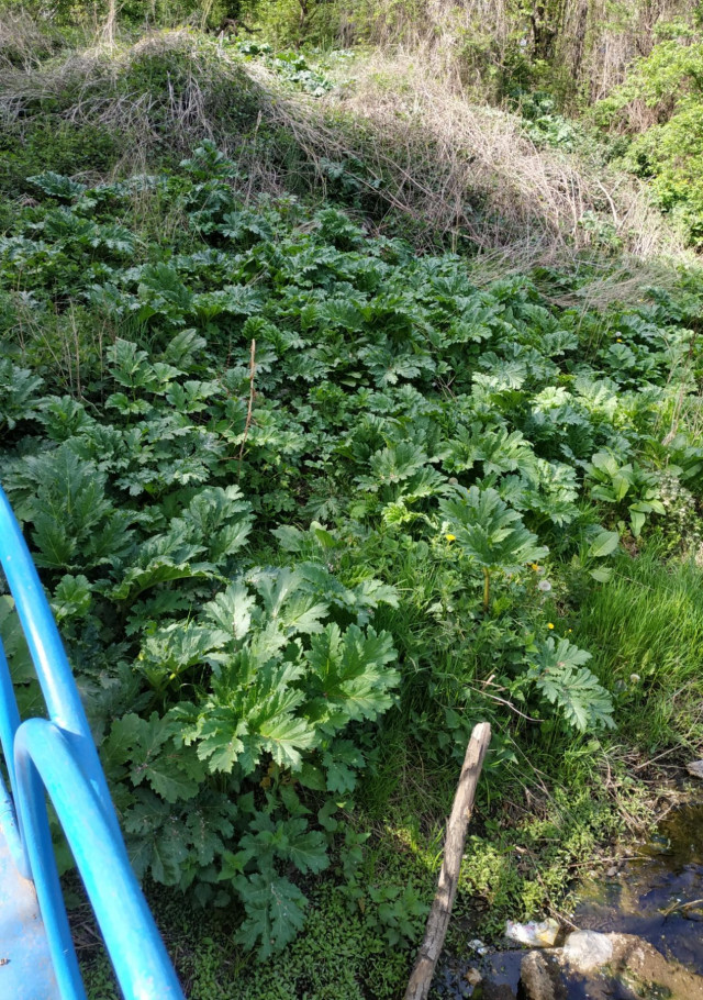 Зарослі борщівника виявили і на вулиці Боженка, поблизу річки Жидувки