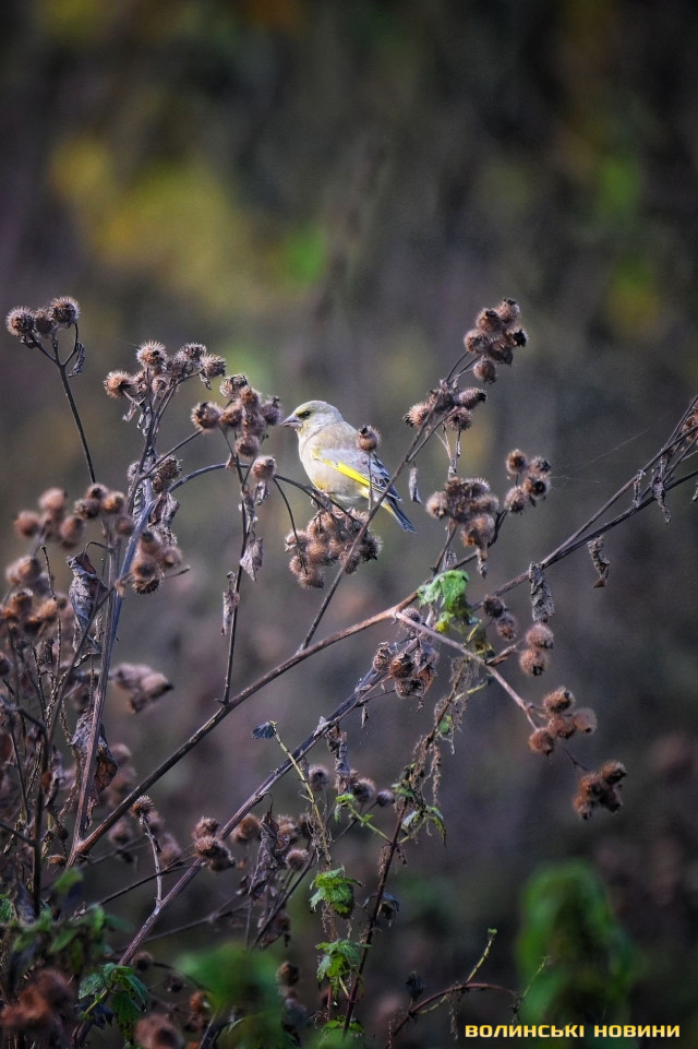 Фото: Олександр Харланов